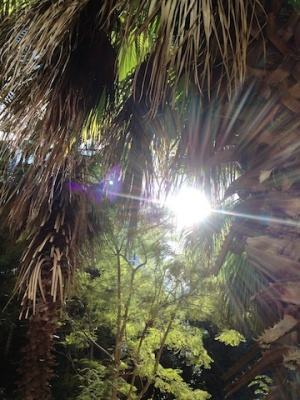 Palm Sun Flare